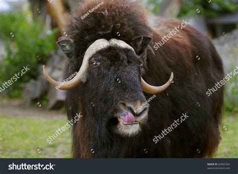 Portrait Of An Angry Musk Ox With Big Horns Stock Photo 82902334