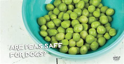 Are Peas Good For Dogs Lets Talk Health
