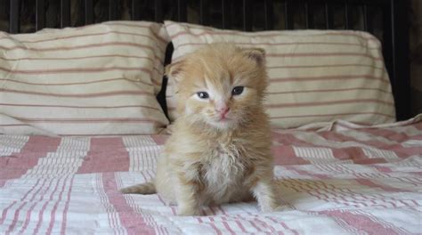 Versetzt man sich in die lage der katze, dann wird schnell klar, dass sie es nicht verstehen kann, dass die schlafzimmertür tagsüber geöffnet und nachts geschlossen ist. Was kann man tun damit die Katze nicht ins Babybett geht ...