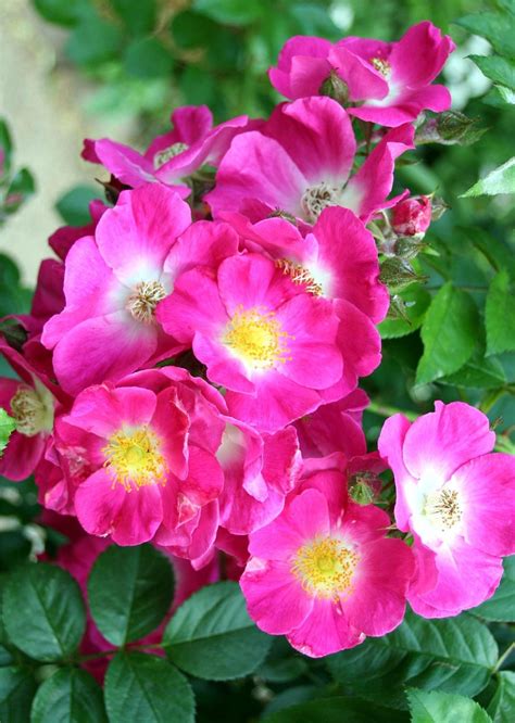Climbing Rose Bushes For Sale