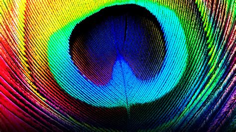 Free Download Free Download Peacock Feathers Backgrounds X For Your Desktop Mobile