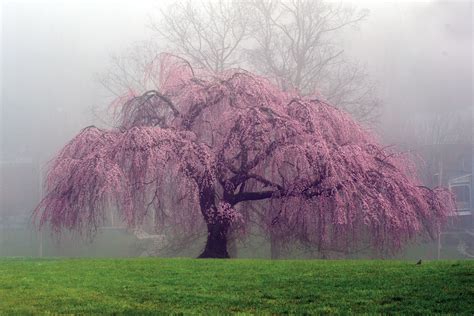 Growing a weeping cherry tree. How to Care For a Weeping Cherry Tree