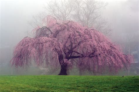 Some extreme varieties bloom in late autumn and. How to Care For a Weeping Cherry Tree