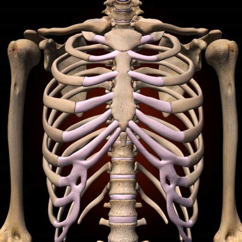 Pics Of Ribcage Anatomy Stock Photos Pictures And Royalty Free Images