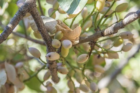 What Does A Pistachio Tree Look Like Top Tips