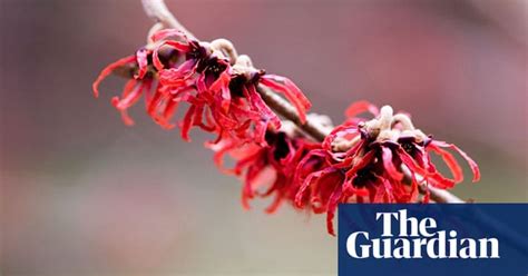 Winter Flowering Plants 10 Of The Best Life And Style The Guardian