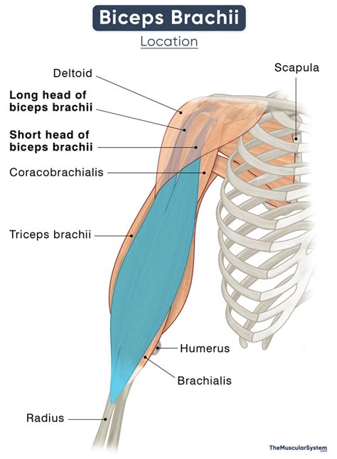Biceps Brachii Muscle Action Origin Insertion And Diagram