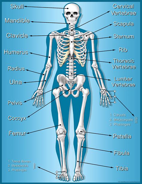 Human Skeleton With Bones Labeled