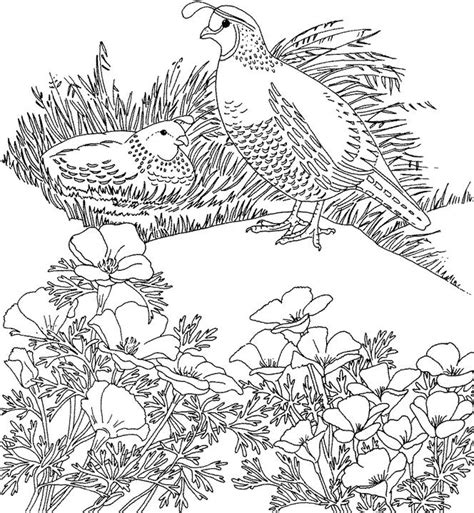 California coloring pages for kids online. California Valley Quail Coloring Page | Purple Kitty