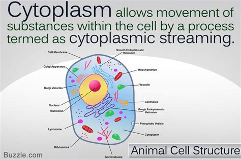 Animal Cell Facts For Kids