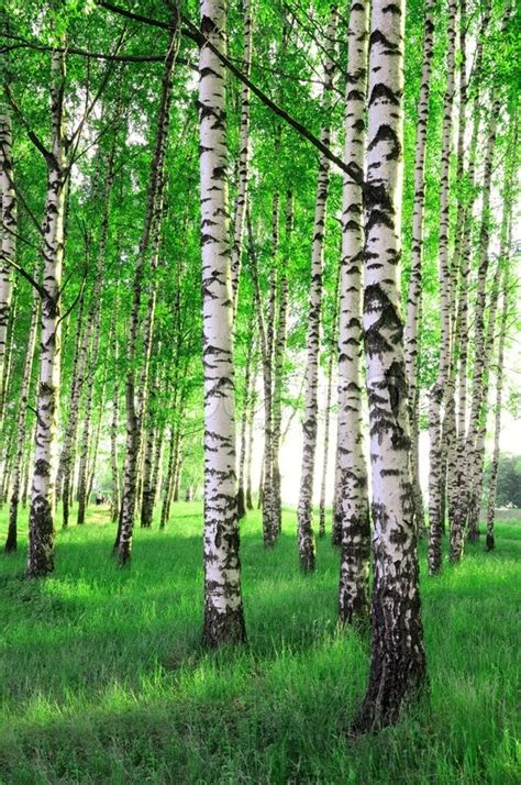 Birch Trees In A Summer Forest Stock Photo Colourbox