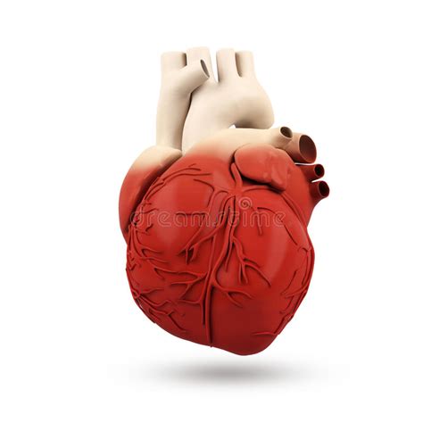 Human Heart Anatomy Human Heart White 3d Render Stock Photos Free