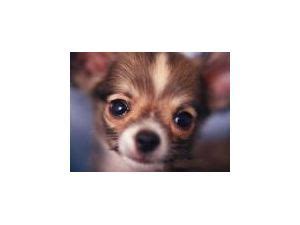 Beautiful chihuahua puppies for more information please pm me. Chihuahua Puppies in Michigan in 2020 | Chihuahua puppies ...