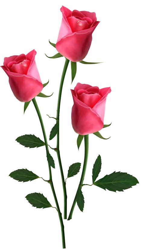 Pink Roses Clipart Png Png Image Transparent Png Free Vrogue Co