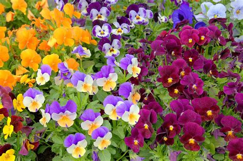 50 Pansy Varieties And How To Care For Them Gardening