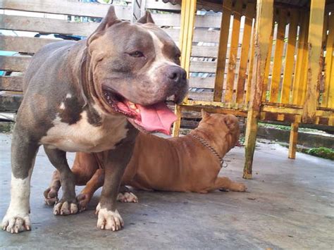 These 2 dogs (1 male 1 female) confirmed abandoned. American Bully Dog FOR SALE ADOPTION from Kuala Lumpur ...