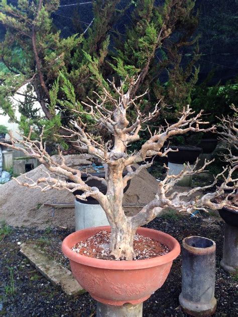 Siap melayani pemesanan baik eceran dan grosiran bibit jambu air dan biji baik impor maupun. Bonsai Jambu Biji