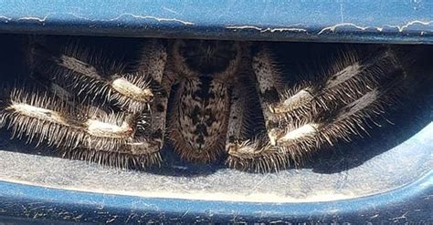 Huge Spider Lurking In Car Door Handle Stuns Internet Ie