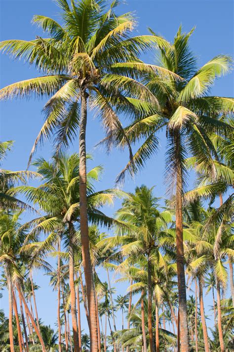 Taveuni Fiji Coconut Palm Trees Grow In Groves On The Southern End Of