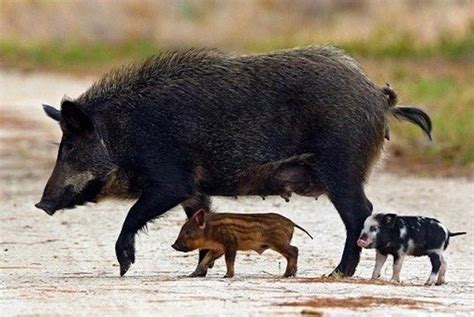 Southern Rockies Nature Blog Cpw Declares Victory Over Wild Pigs