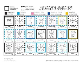 Amino Acid Chart By Ellen Mchenry S Basement Workshop Tpt