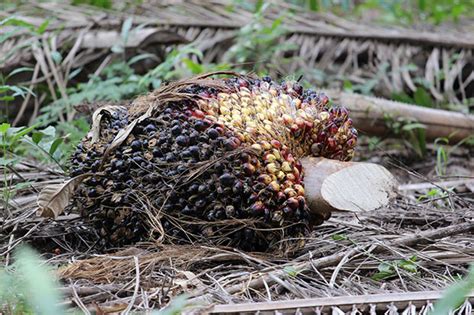 Fenomena el nino, berisiko cetuskan gelombang haba. Malaysian palm oil production to worsen on El Nino