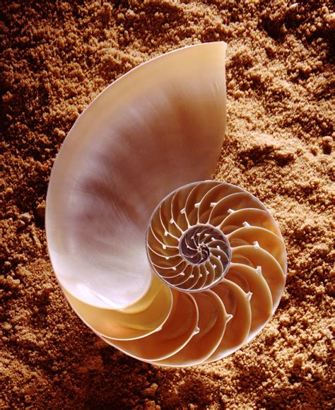 Nautilus Shell Behold The Beauty And Natures Math Marine Café Blog