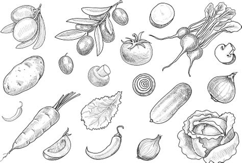Hand Drawn Sketch Various Vegetables Set Vector Stock Illustration