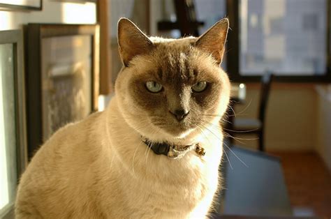 Find great deals on ebay for balinese cat. Tonkinese Kittens for Sale & Cats for Adoption | Sweetie ...
