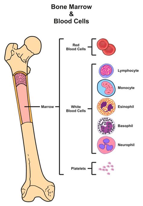 Long Bone Diagram Red Marrow 63 Bone Structure Anatomy And