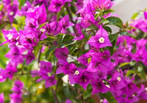 Bougainvillea Planting Pruning And Advice On Caring For Them