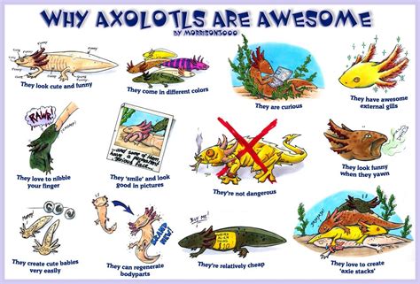 Axolotl Care Axolotl Pet Animals Of The World Animals And Pets Cute