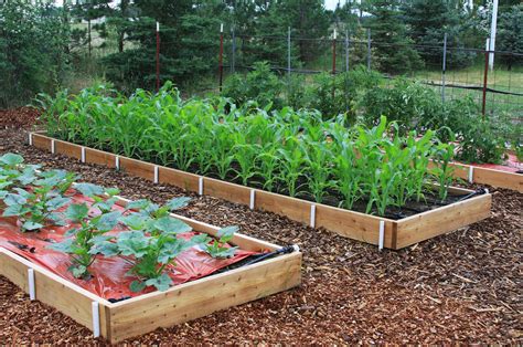 Incredible How To Plant Vegetable Plants In A Raised Bed 2023