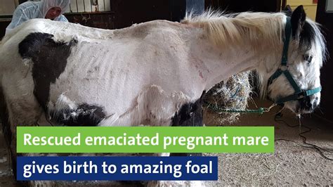 Rescued Emaciated Pregnant Mare Gives Birth To Amazing Foal Youtube