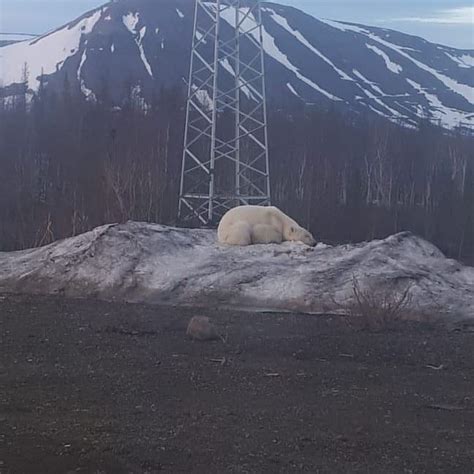 Starving Polar Bear Discovered In Siberia After Wandering For Hundreds