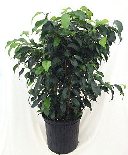 It has a milky irritating sap in the stems and leaves that can cause gastrointestinal issues if eaten and skin irritation if the sap is allowed get into small cuts on the skin. Midnight Weeping Fig Tree - Ficus - Great Indoor Tree for ...