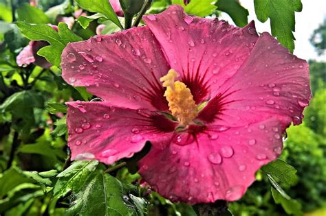 How To Grow Hibiscus Plant On Your Flower Garden Morflora
