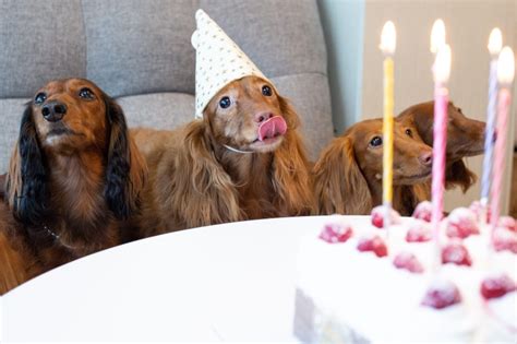 49 Dog Birthday Puns To Send Yappy Birthday Wishes Pet Keen