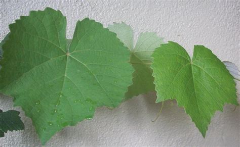 Maybe you would like to learn more about one of these? Semua Menjadi: Mari memilih Anak pokok Anggur
