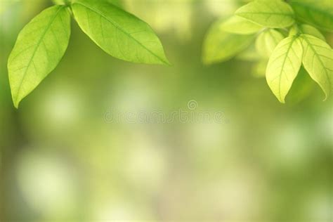 Leaf Backgroundcloseup Nature View Of Green Leaf On Blurred Greenery