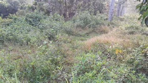 Posted by jamaludin ismail at 8:35 pm. Tanah kebun 2ekar di Kuantan untuk dijual