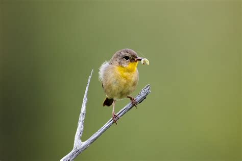 無料画像 木 自然 ブランチ 探している 野生動物 嘴 カラフル 動物相 閉じる 屋外 羽毛 脊椎動物 スズメ