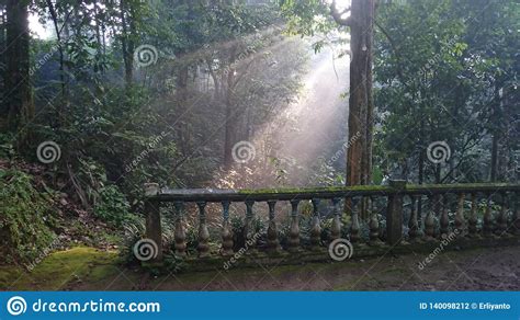 The Atmosphere Of The Morning Sunshine Among Trees In A Beautiful