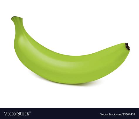 Fresh Ripe Green Banana Isolated On White Vector Image
