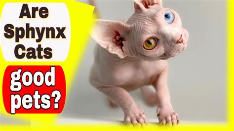 Sphynx Cats 😻 Are Sphynx Cats Good Pets Top Sphynx Cat Questions