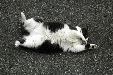 Why Do Cats Roll On The Ground