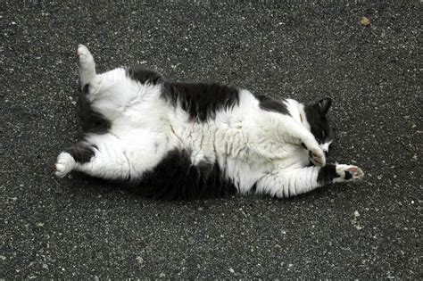 By pushing their paws in and out they activate these scent glands, so they could be doing this on your lap to mark you as their own and warning other cats to. Why Do Cats Lay On Their Backs When They See You