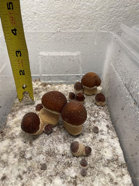 Vertically challenged B+ Boys : r/unclebens