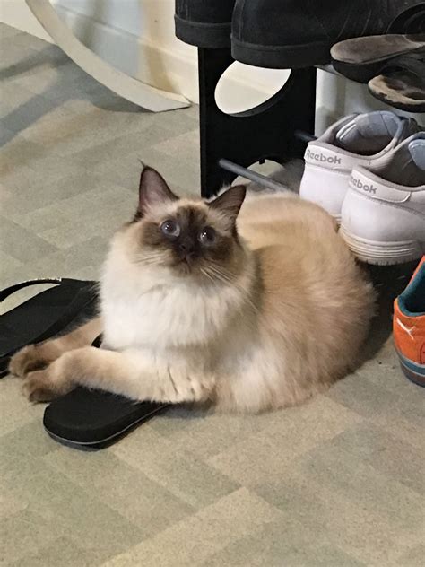 Their points are deep brown, like that of a seal's. Chocolate Point female Ragdoll | Ragdoll, Cats, Animals