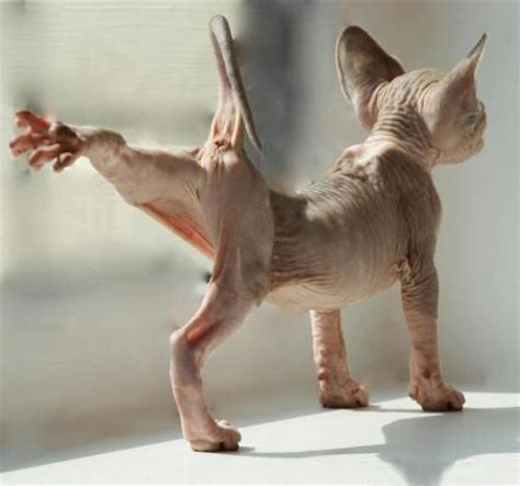 ขอมลการเลยงด แมวสฟงซ Sphynx Cats เจาแมวไรขน Sphynx cat Hairless cat Cute cats